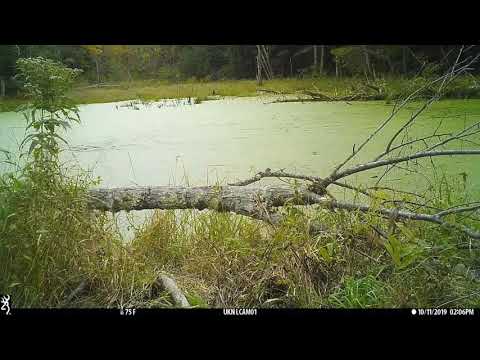 395 Days in the Life of a Beaver Pond (in 4.5 minutes)