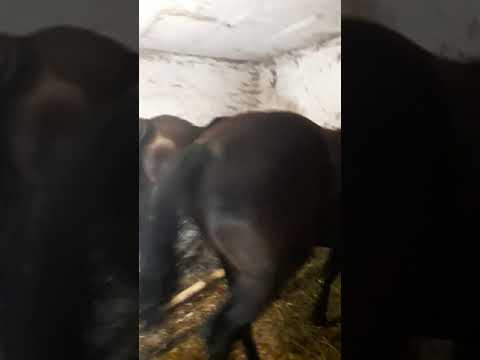 Cai lu gigi dela araci