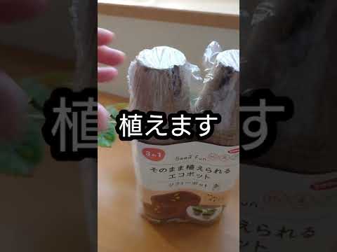 水中でアジサイから挿し木を取る方法 ヒントとコツ アジサイの簡単な繁殖