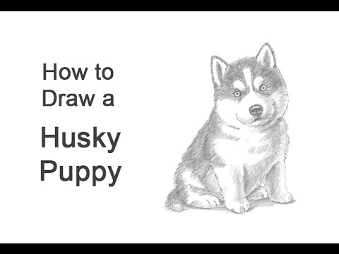 How to Draw a Puppy (Husky) - YouTube