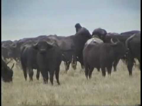 Djuma -- Huge breeding herd of buffalo drink video by birdsbeth - Photobucket.mp4