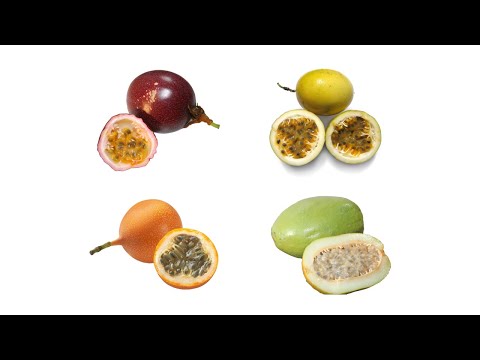 Four Types Of Edible Passion Fruits | Passion Fruit Varieties
