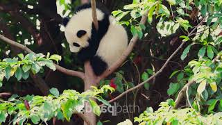 Pandatherapy HD 014 #panda #babypanda #pandalover #china #sichuan