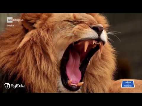 MyEdu per RAI Gulp - SCIENZE - Gli Invertebrati