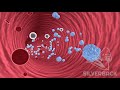 Diabetes Symptoms High Blood Sugar