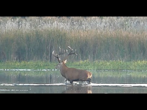 Hirschbrunft 2023 in der Lausitz - kapitale Hirsche im Teich