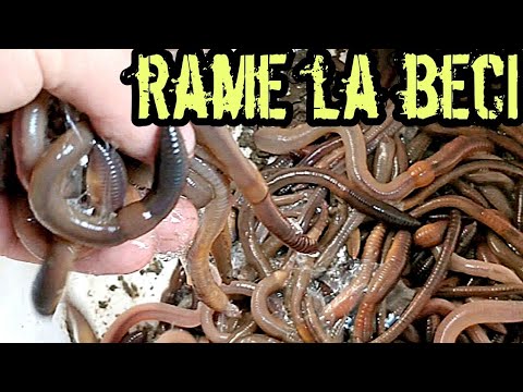 Soiuri de râme umane, Traducere
