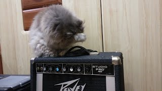 Video thumbnail for Peavey Studio PRO 40 & Pussycat Mary by TeleStrat