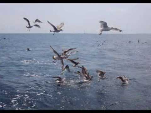 Zpětné zrcátko: Oceán