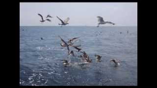 Video Zpětné zrcátko: Oceán