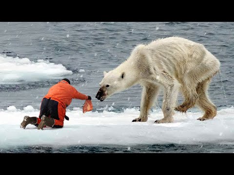Diese Tiere haben Menschen um Hilfe und Freundlichkeit gebeten!