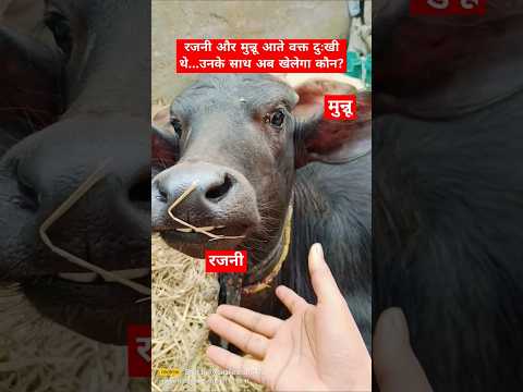 See you Rajni and Munnu.        #buffalo  #baby  #rajni #munnu #village #animals