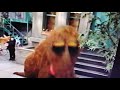 Snuffy Suggestions