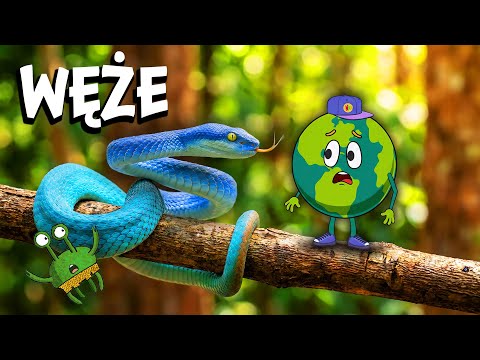 WĘŻE: Dlaczego nie mają nóg i jak słyszą bez uszu? Film Edukacyjny dla Dzieci