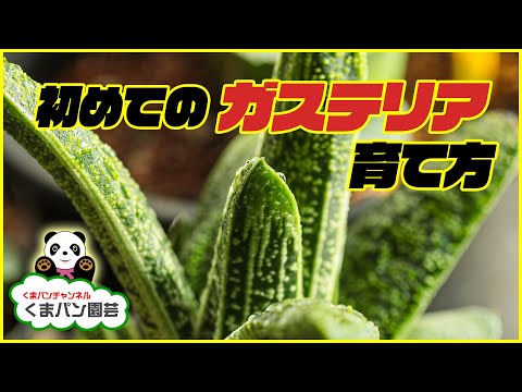 ガステリア 植物