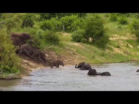Djuma: Elephant herd shows up for pool party - 15:45 - 01/22/2020