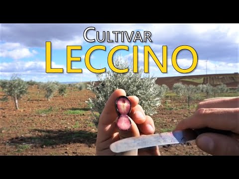 Leccino Olivo: le Caratteristiche della Varietà Leccino - Cultivar Ulivo Spiegazione Caratteristiche