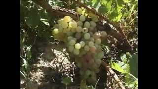 Prospects of viticulture development - виноградарство