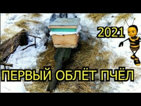 Первый Облет Пчёл 2021 !!!🐝🐝🐝 Весенние Работы на Пасеке !!!🐝🐝🐝