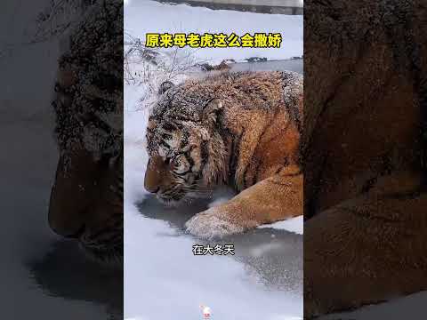 原来母老虎这么会撒娇 #大熱門#老虎 #animals #万万没想到