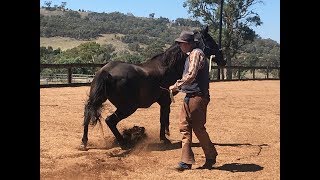 A Horse&#39;s Thoughts Pt4 - The Law Of Diminishing Anxiety