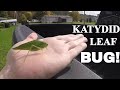 Katydid Leaf BUG!