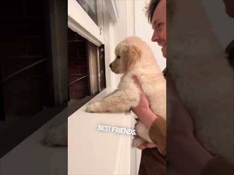 This puppy is excited about his new neighbor ❤️