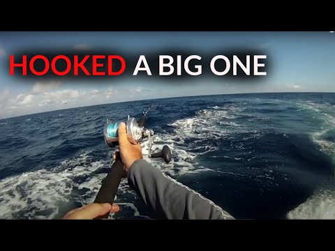 MASSIVE Yellowfin Tuna on ACCURATE REELS