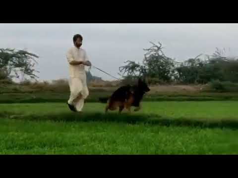 STAR of dera ismail khan #Check handler Ehsan aziz #Gsd #Jermanshepered