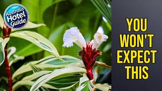 Valle Vista Luxury Apartments - You Won't Expect This | Cairns, Australia🛏️