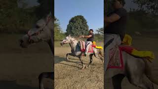 Download lagu Sabja of Sarfaraz Khan👑Sawar -Sharif in Bhadri mela 2023 #sindhi #horse #race #bhadri #horselover mp3 Download lagu Sabja of Sarfaraz Khan👑Sawar -Sharif in Bhadri mela 2023 #sindhi #horse #race #bhadri #horselover mp3