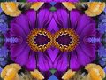 Rodeo Rider (by Gene Clark live solo in Liberty, NY 10/8/1988)