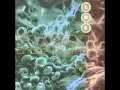 LDC Plasma