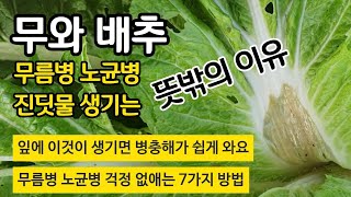 무와 배추에 무름병 노균병 진딧물 생기는 뜻밖의 이유 - 잎에 이것이 생기면 병충해가 쉽게 와요. 무름병 노…