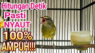 Download lagu Pancingan Burung Opior jawa Gacor Full Durasi Di Jamin 100% AMPUH mp3
