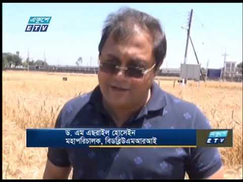 গমের ফলন লক্ষ্যমাত্রা ছাড়িয়েছে
