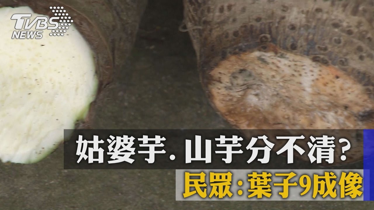 姑婆芋、山芋分不清？　民眾：葉子9成像