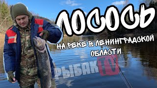 Сезон открытия рыбалки в ленинградской области