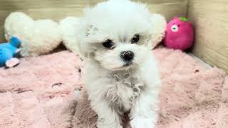 マルチーズの動画01