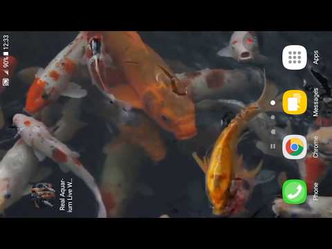 Real Aquarium Live Wallpaper Video