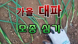 [텃밭농부.841]  가을 대파모종 이렇게 심는다. #대파재배
