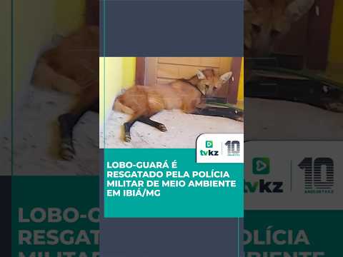 Lobo-guará é resgatado pela Polícia Militar de Meio Ambiente em Ibiá/MG