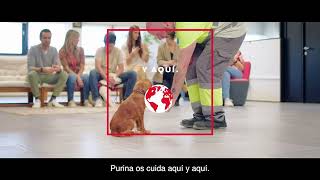 Purina ayuda a otros 6s - educando futuros perros de terapia anuncio