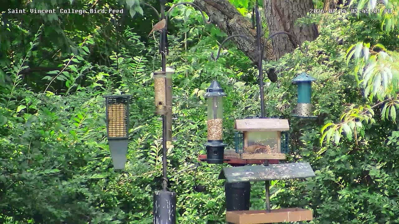 Live webcam view of Winnie Palmer Bird Feeder Cam