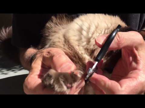 Trimming cats nails without being clawed to death!