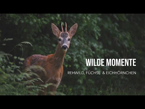 Ein Jahr Wildlife Fotografie - Rehwild, Füchse & Eichhörnchen - Fujifilm 100-400mm