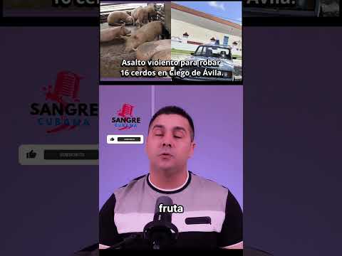 Asalto violento para robar 16 cerdos en Ciego de Ávila.