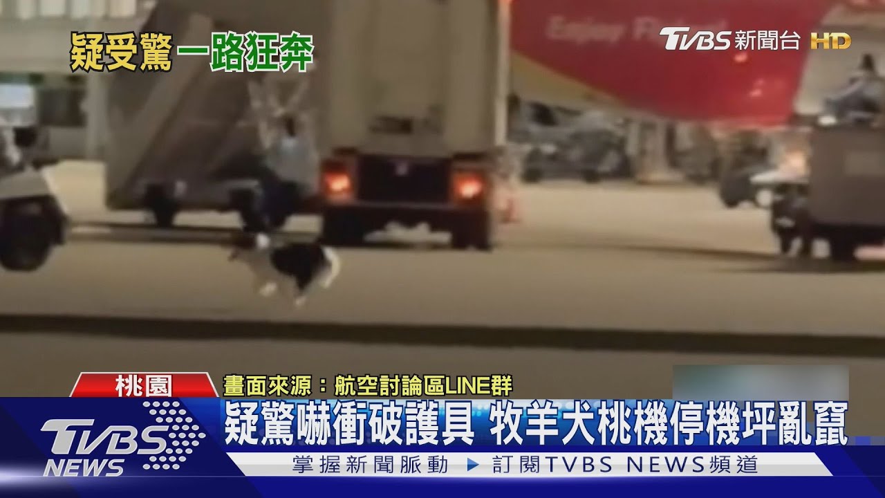 疑驚嚇衝破護具 牧羊犬桃機停機坪亂竄 工作人員追捕兩小時