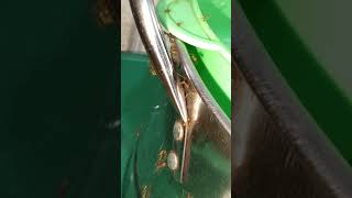 Download lagu ada gula ada semut 🐜🐜 #shortvideo #semut #shorts mp3