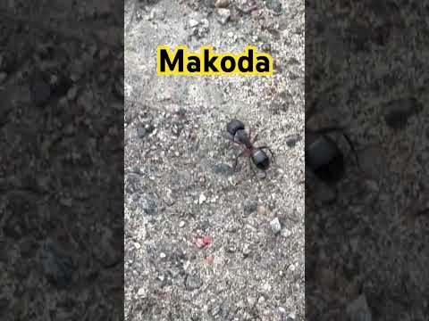 Makode ki video #insect #ytshorts #shorts #shortsvideo #youtube #youtubeshorts #bug #makoda